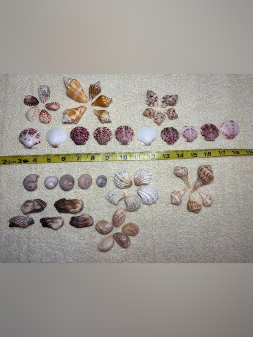 Assorted Seashell Collection - 50 Mix Lot Sanibel Island Shells.